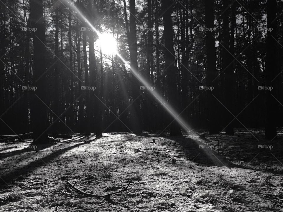 Black and white forest