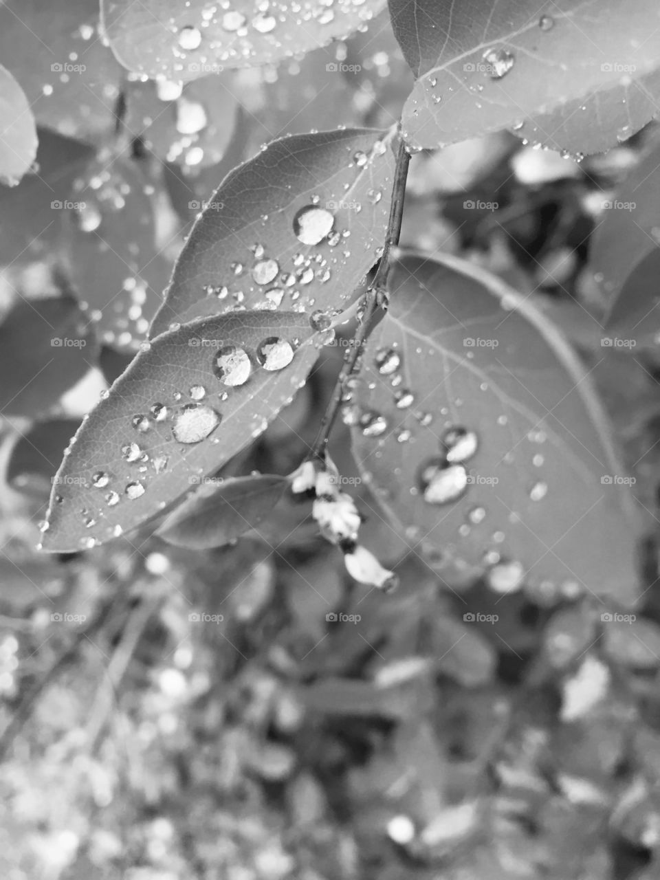 Waterdrops on leaves in close up