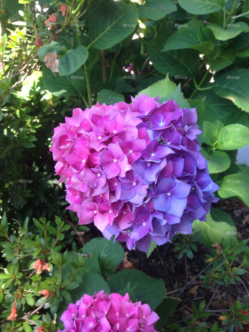 Bright pink and purple hydrangea in a green world. Natural, no filter. Beautiful. 