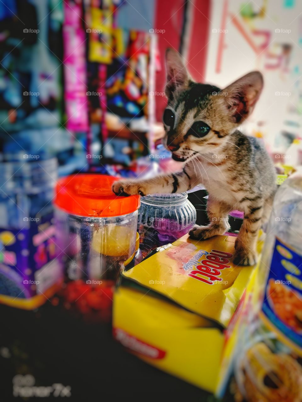 this cat was very angry it's like a tiger 🐯