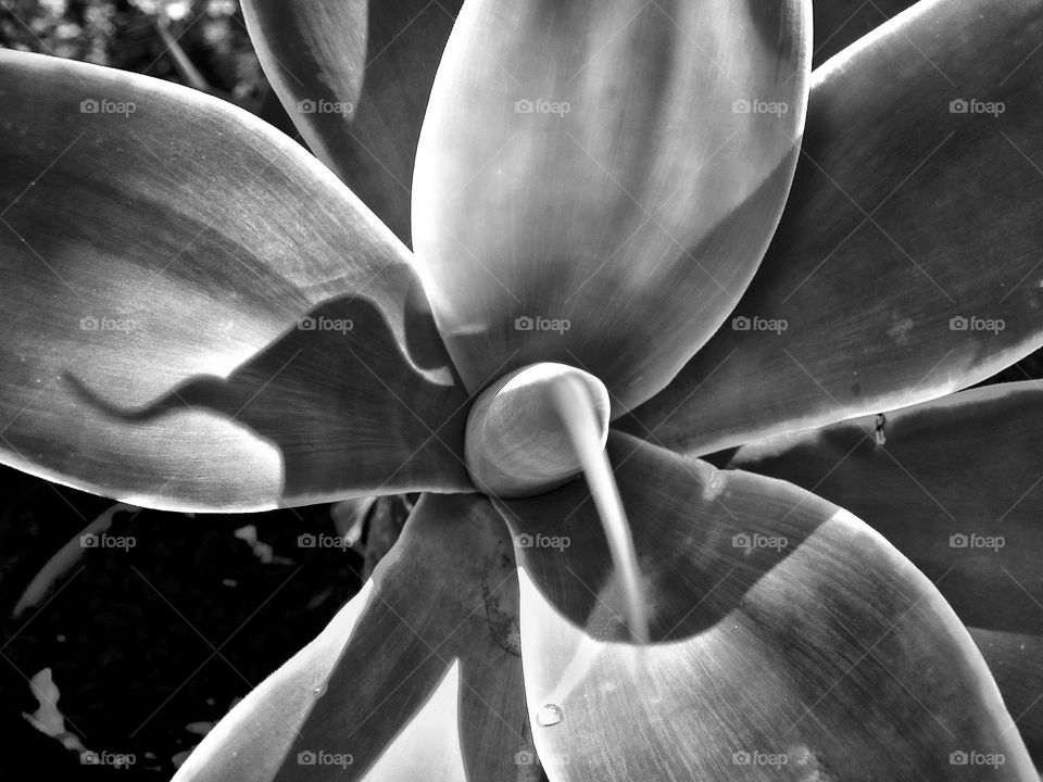 BW flower 