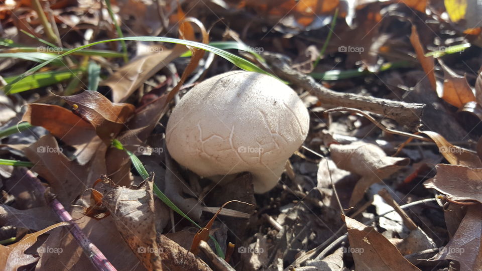 puff ball mushroom