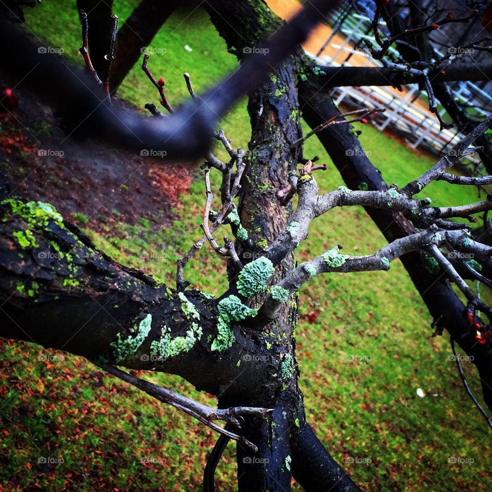 Natures Marks. Shot of branches on a tree in the park with lichen on them. 