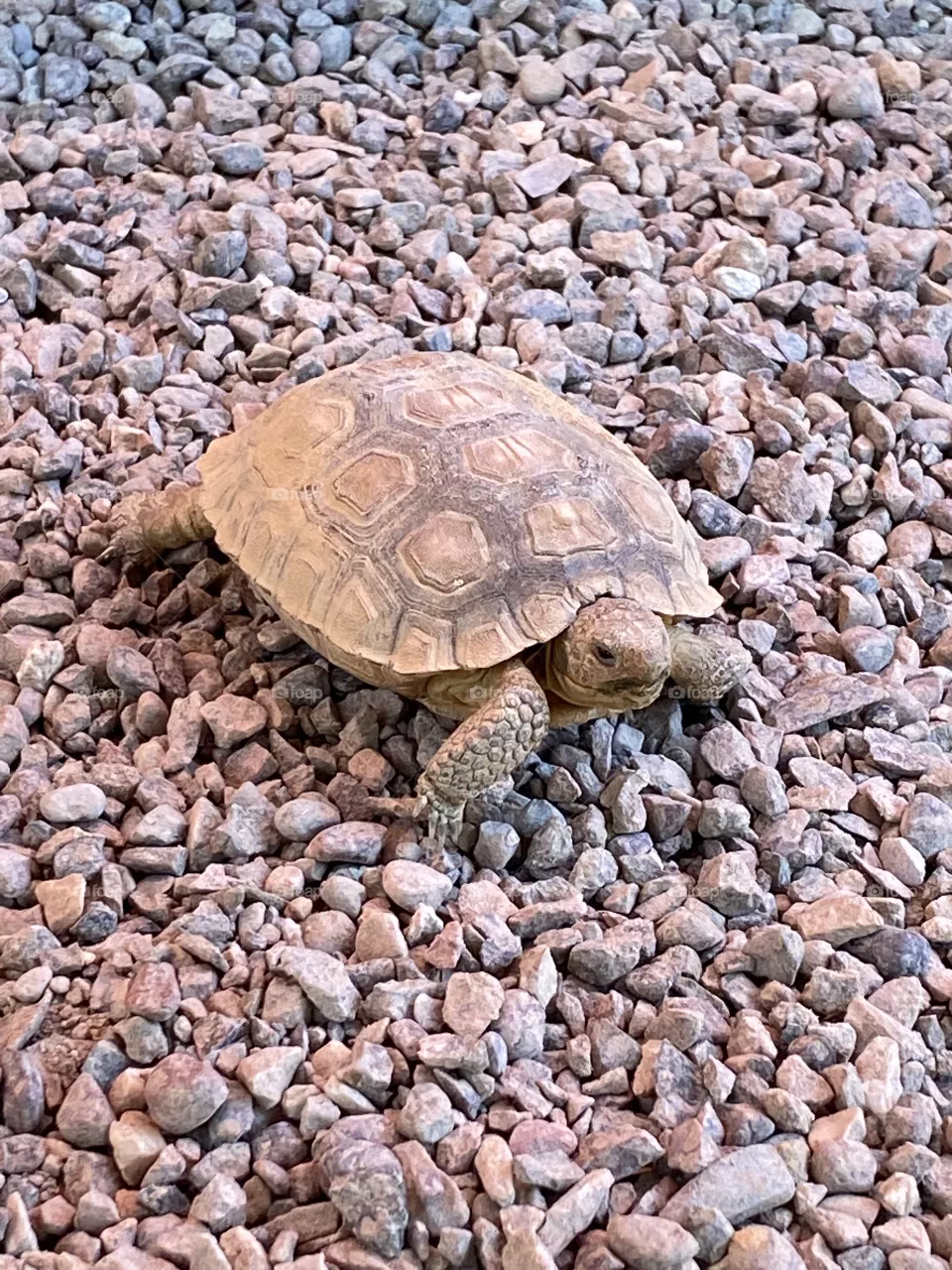 Desert tortoise 