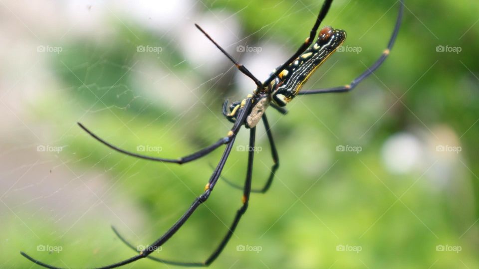 The Nephila pilipes spider is one of the largest types of spiders and is known in Indonesia under the names weaver spider, golden ball weaver spider, golden ball web spider