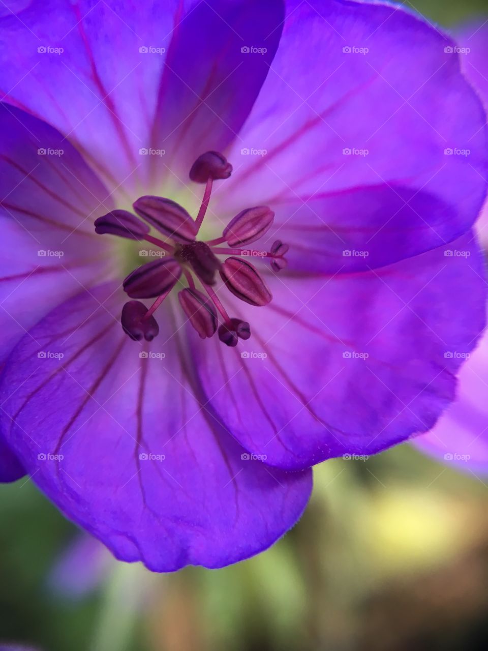 Close-up of purple flower