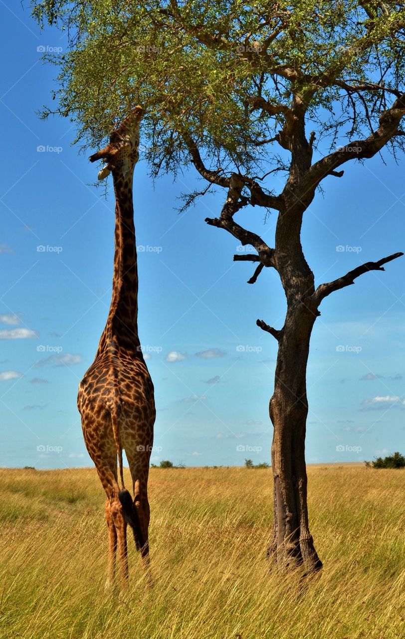 Giraffe in Kenya 