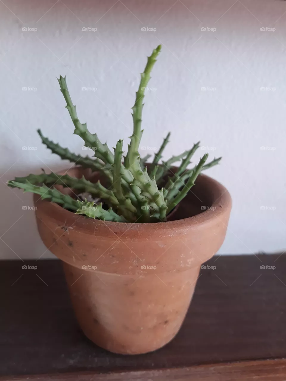 Plant