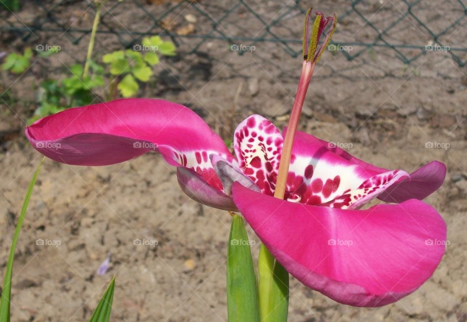Tigerlilie