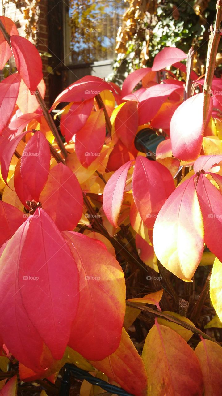 Leaf, Nature, No Person, Garden, Fall