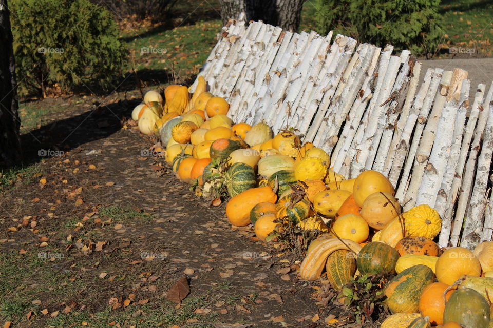 pumpkin ornaments and white cut branches