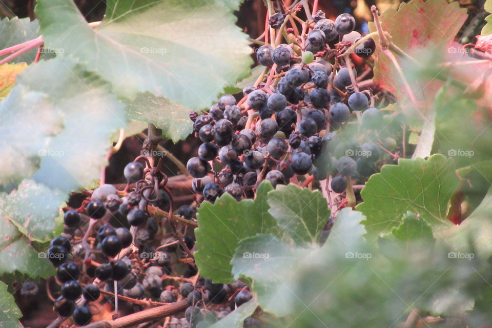 Wine Grapes