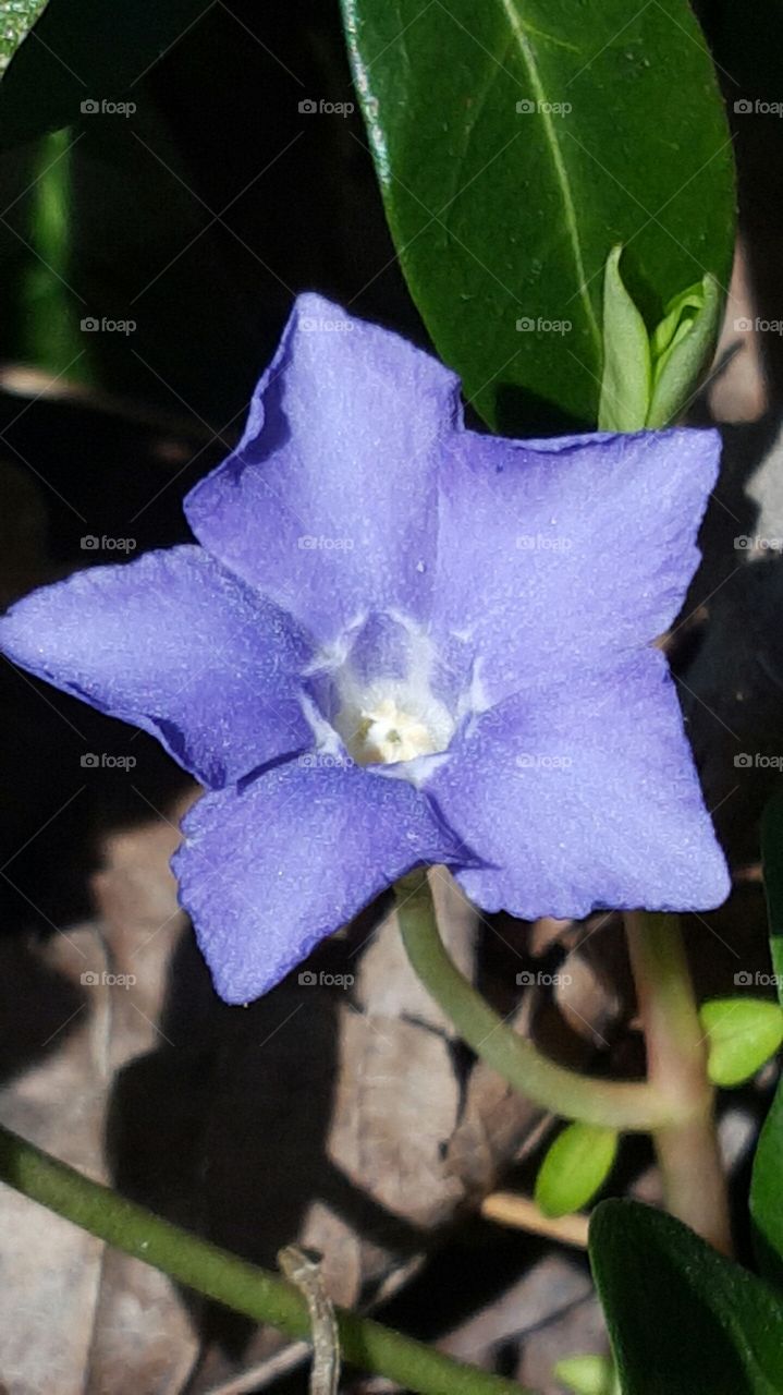 shy violet