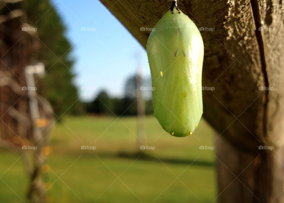 green italy butterfly gold by miowan