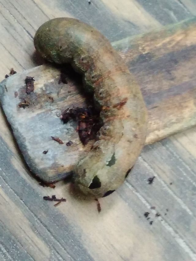 Green Garden Catapiller