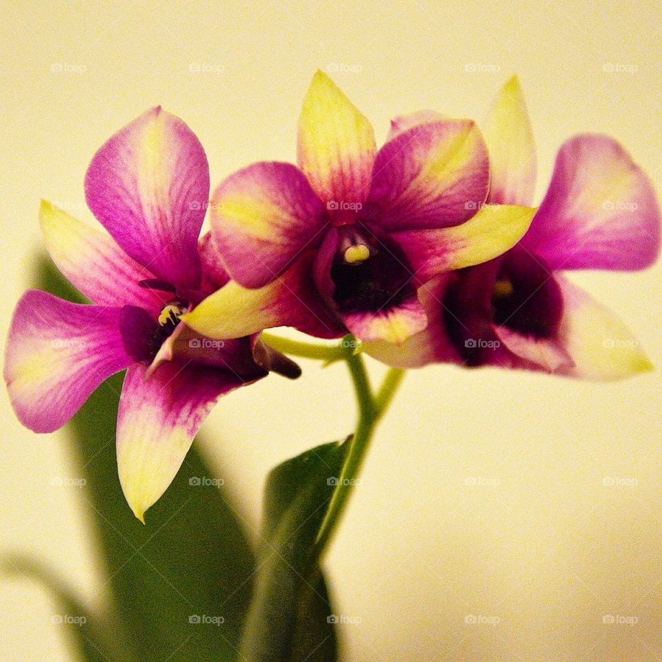 Dendrobium orchid