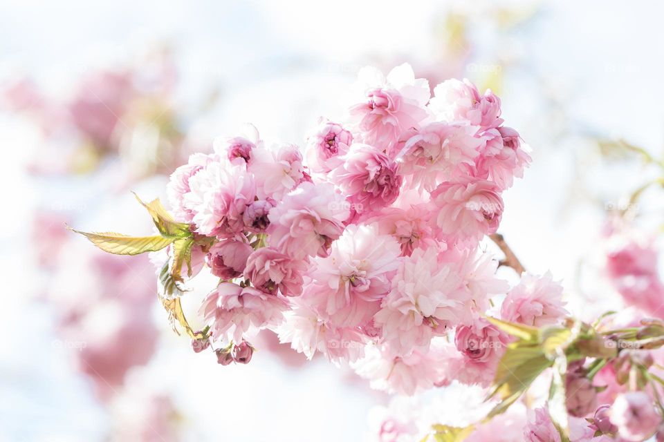 Beautiful pink cherry blossom flowers at spring 