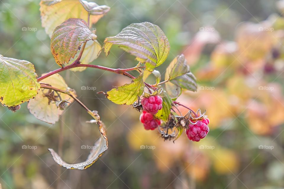 raspberry berries bush in the forest in autumn