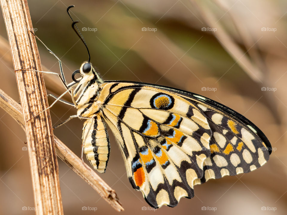 Beautiful Butterfly