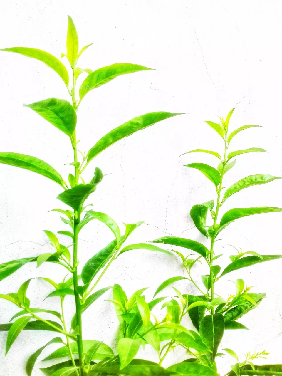 Night-blooming jasmine - plant
