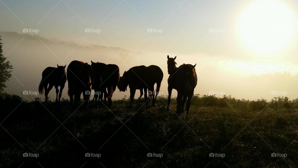 morning view rounding up horses