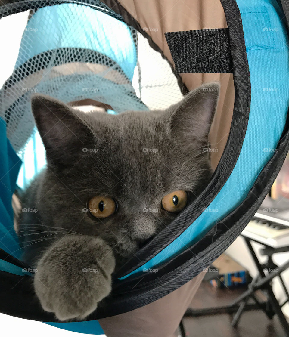 Cat in the tube