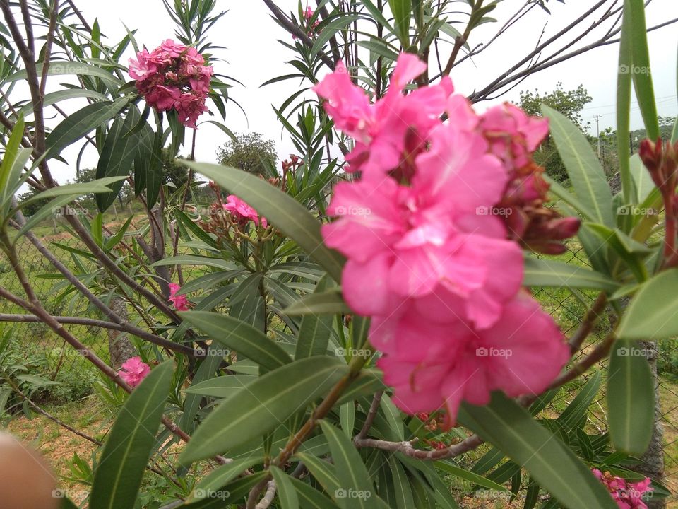 pink flowers