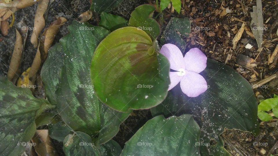 Flower, Leaf, No Person, Nature, Flora