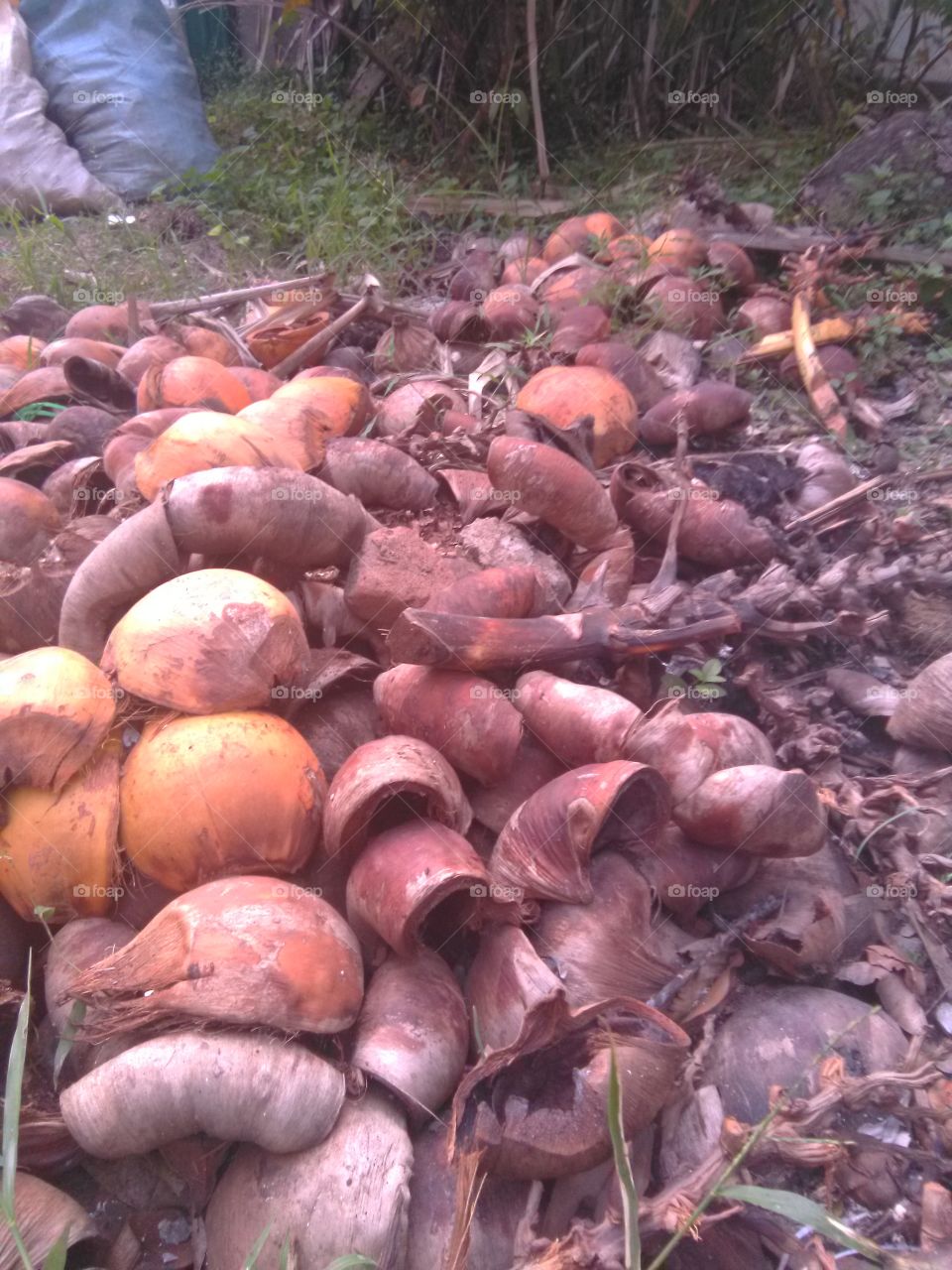 Carbage sections coconut shells