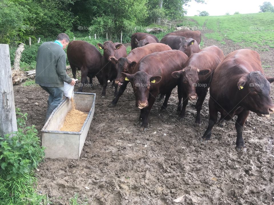 Feed time for magnificent brown Sussex cattle. Farmer is tipping the heavy bag of feed into trough, while they patiently wait