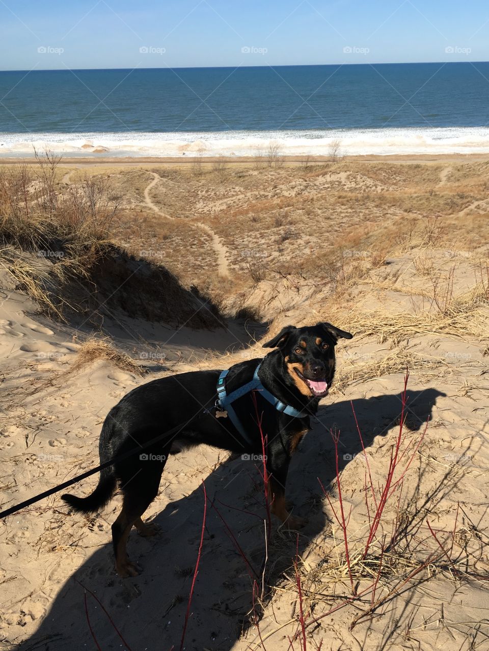 Jake on an adventure on Lake Michigans sand dunes!