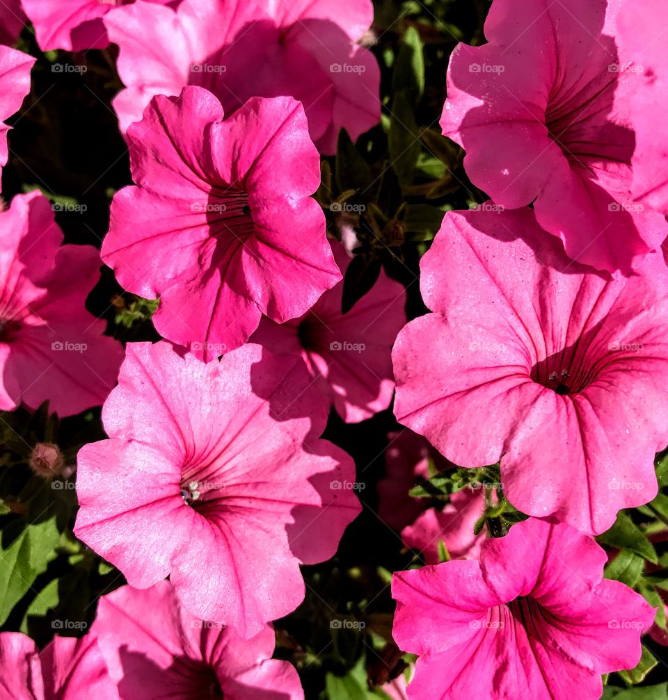 Hot pink petunias