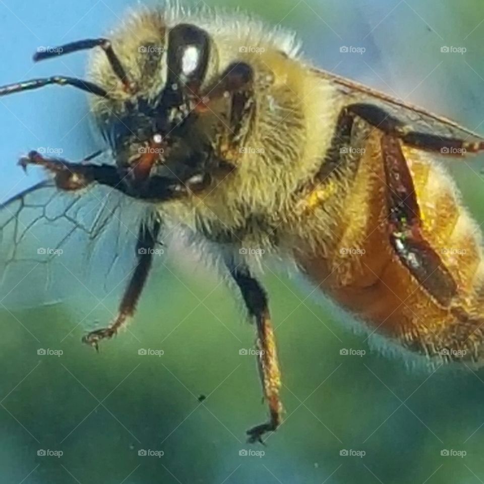 Insect, Bee, Honey, Fly, Nature