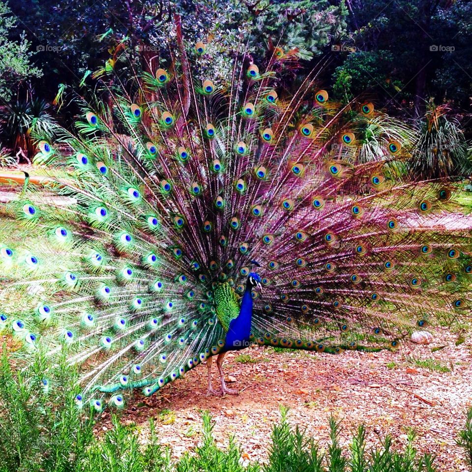 Peacock peacocking 