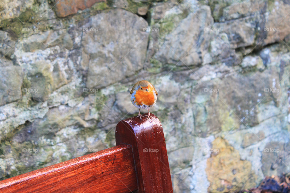 Little orange bird on a wood bench and a stone background