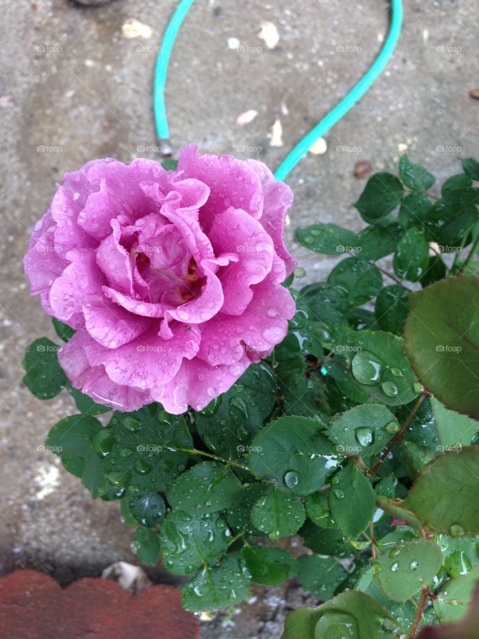 Rain brings life to each gentle flower, and leaves beads of water glistening on the delicate petals of a rare, lavender rose. 