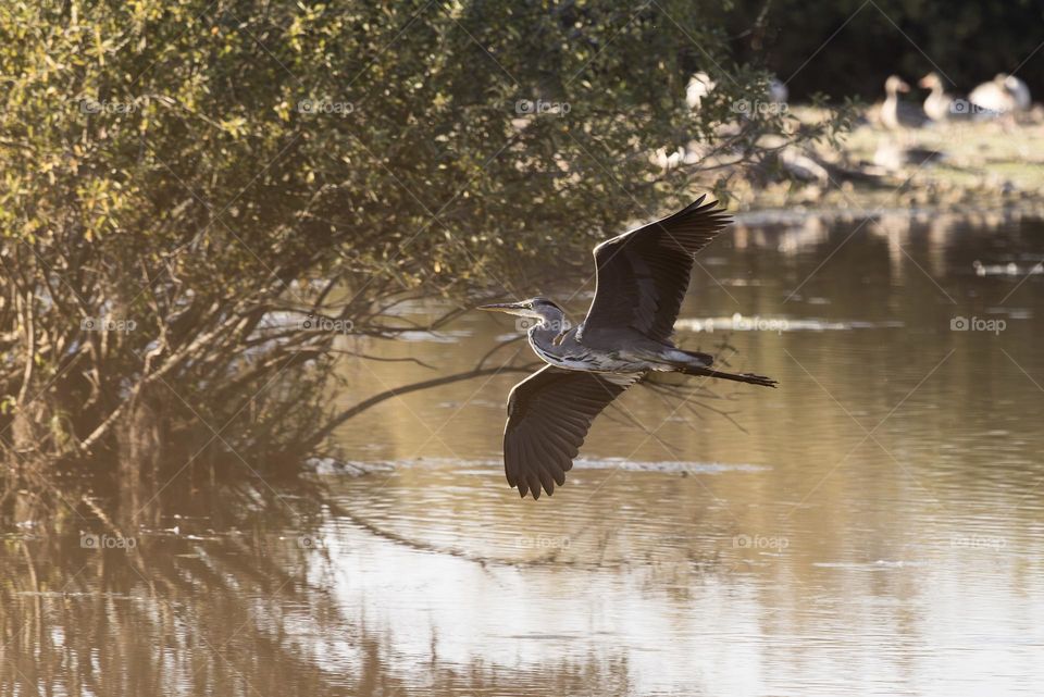 Closeup of one heron bird flying over wetland  towards the sunlight 