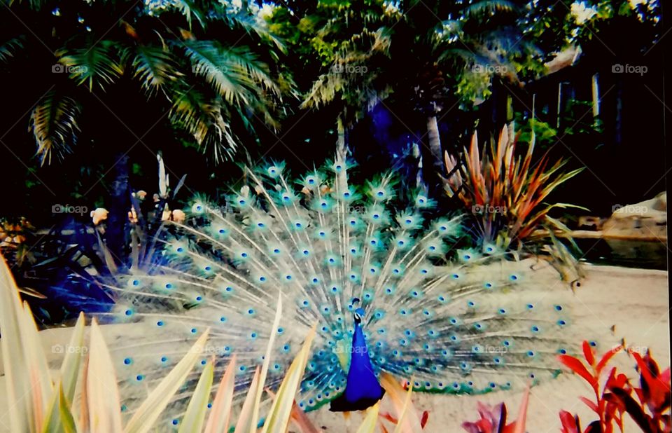 brilliantly colored peacock plumage on display