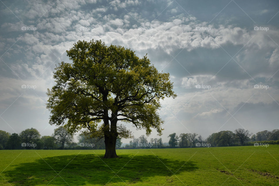 English Spring