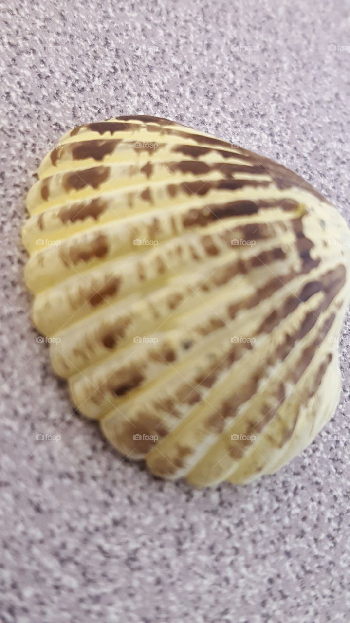 shell