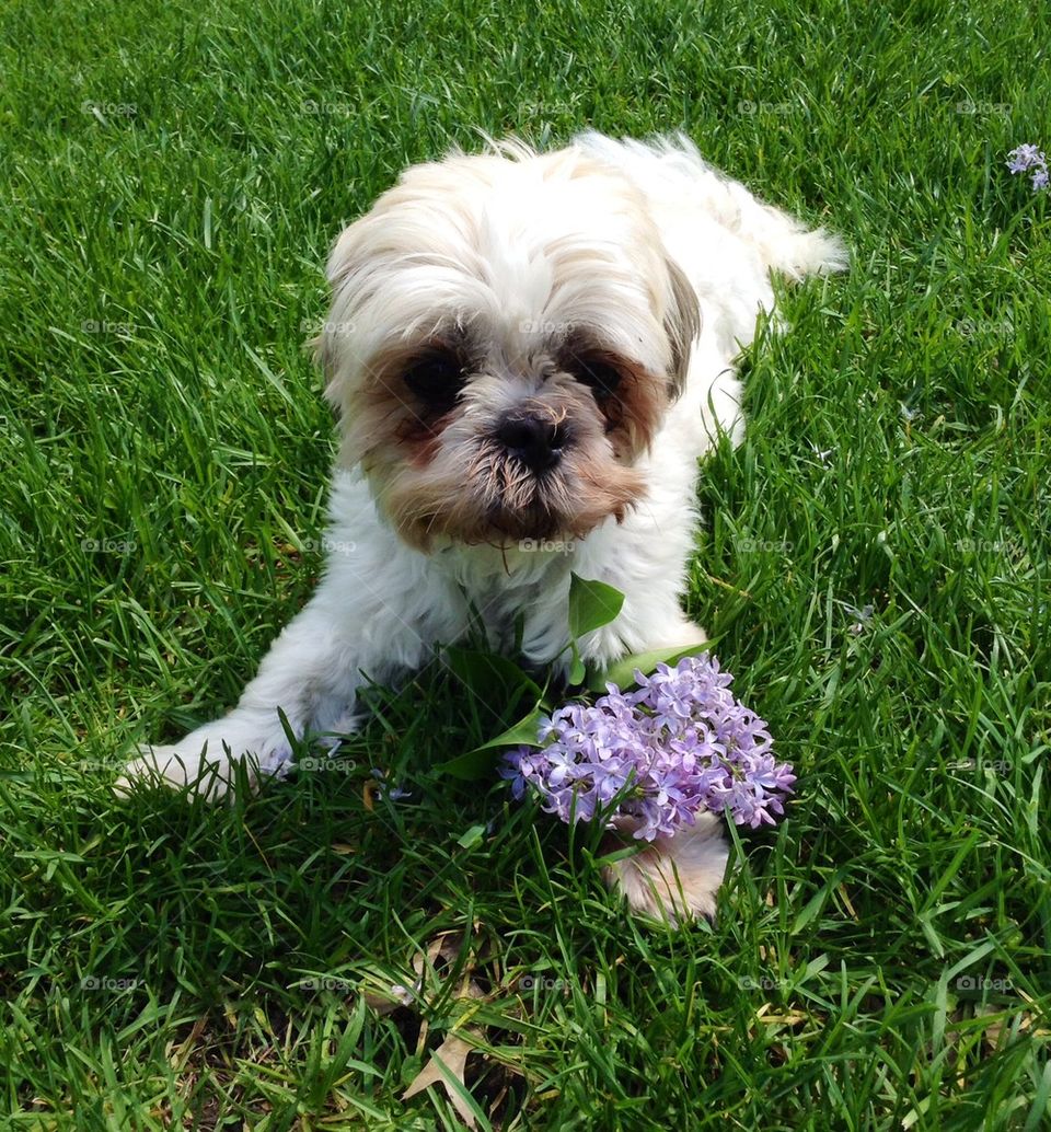 Dog with lilacs
