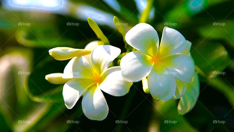 Temple flower ( gul champaa maa ) is very common flower in our country...