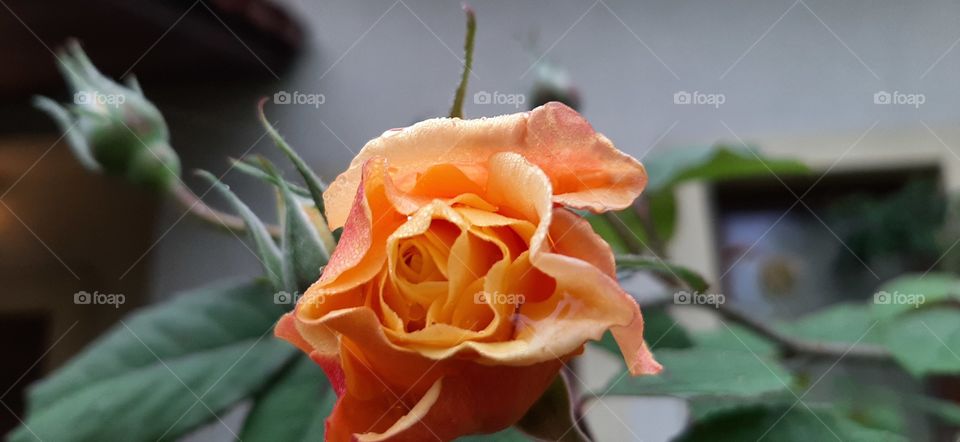 Rose bloomkng in autumn