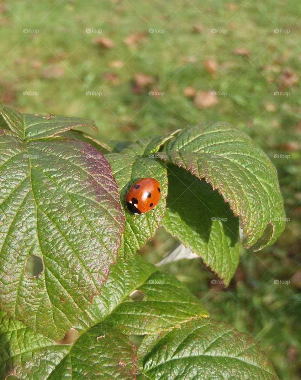 On raspberry leaves 