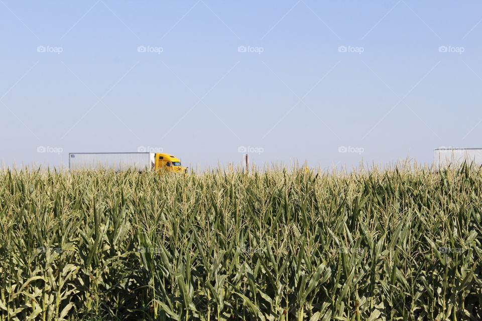 cornfield freeway