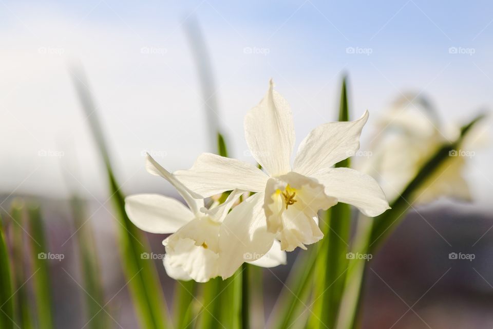 Narcissus. White flower called narcissus