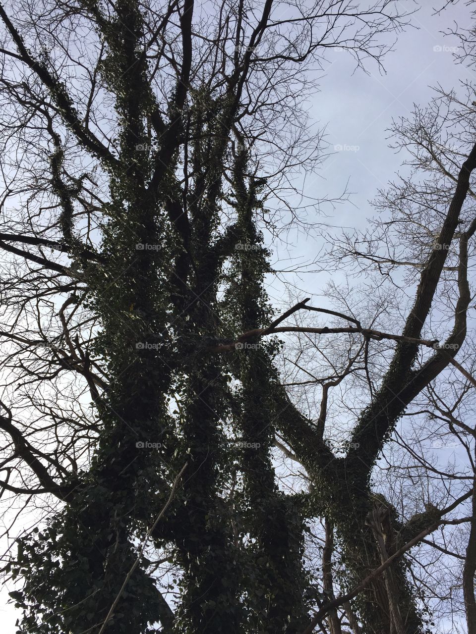 Ivy in forest in winter