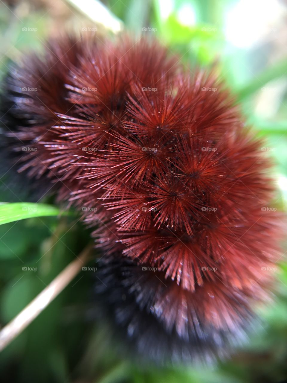 Wooly bear