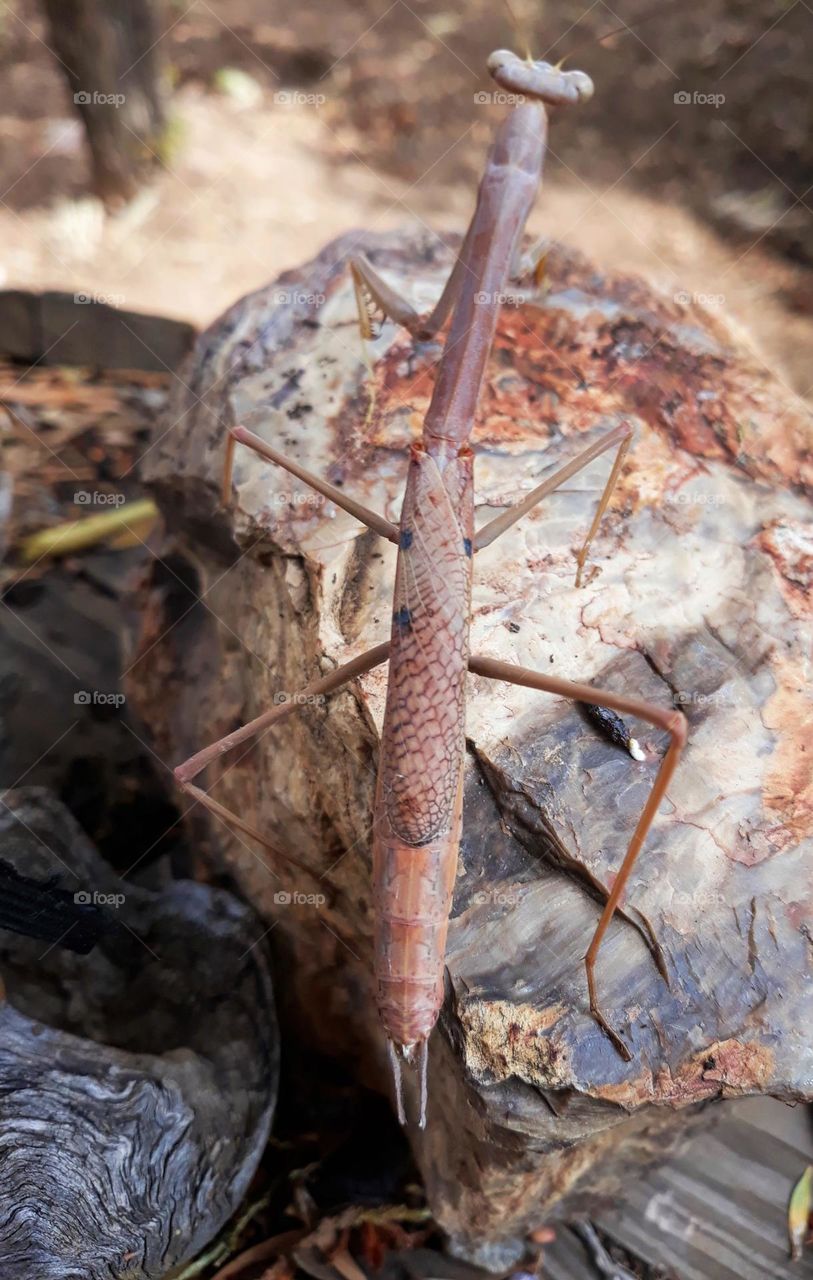 From the ground looking up a stick insect making its way up a rock