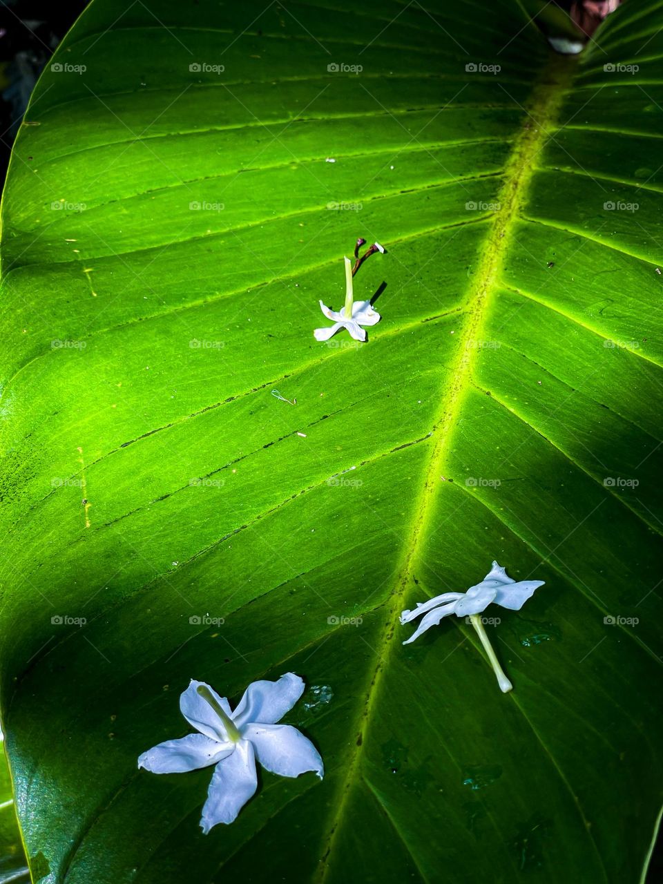 Some fallen white flowers on a green leaf